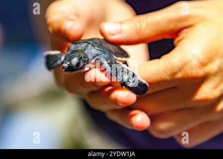 Un turista che tiene in mano una tartaruga marina verde (Chelonia mydas) che dorme di notte a Long Beach sull'isola di Ascension, nell'Oceano Atlantico meridionale Foto Stock