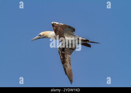 Giovane gannet settentrionale (Morus bassanus) in volo vicino all'Ile des Oiseaux nel Parc National du Delta du Saloum, UNESCO, Senegal, Africa occidentale, Africa Foto Stock