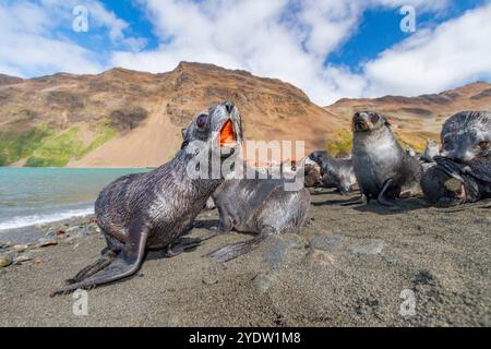 Cuccioli di foca da pelliccia antartica (Arctocephalus gazella) vicino alla stazione baleniera abbandonata a Stromness Bay nella Georgia del Sud, regioni polari Foto Stock