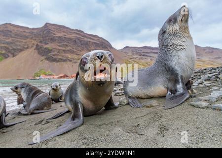 Cuccioli di foca da pelliccia antartica (Arctocephalus gazella) vicino alla stazione baleniera abbandonata a Stromness Bay nella Georgia del Sud, regioni polari Foto Stock