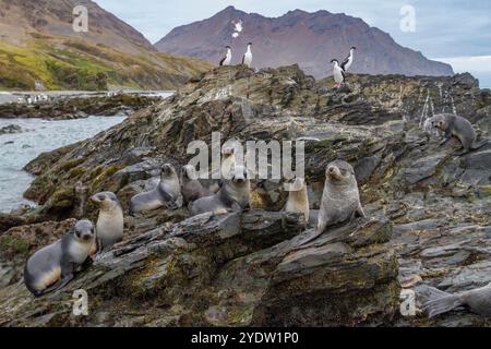 Cuccioli di foca pelliccia antartica (Arctocephalus gazella) che giocano a fortuna Bay nella Georgia del Sud, nell'Oceano meridionale, nelle regioni polari Foto Stock