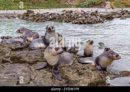 Cuccioli di foca pelliccia antartica (Arctocephalus gazella) che giocano a fortuna Bay nella Georgia del Sud, nell'Oceano meridionale, nelle regioni polari Foto Stock