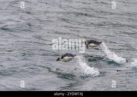 Pinguino macaroni adulti (Eudyptes chrysolophus) che mostra velocità mentre si viaggia verso la loro colonia di riproduzione nella Georgia del Sud, nell'Oceano meridionale Foto Stock