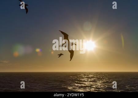 Petrel gigante meridionale (Macronectes giganteus) in volo contro il sole vicino alla Georgia del Sud, all'Oceano meridionale, alle regioni polari Foto Stock