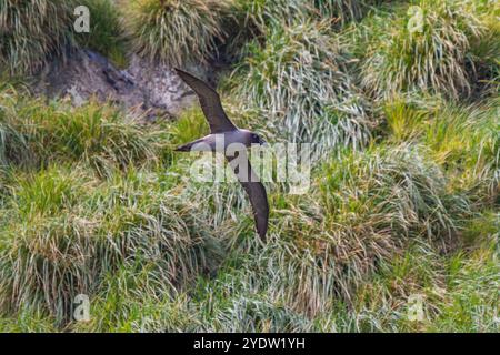 Albatro fumante leggero (Phoebetria palpebrata) sull'ala di Elsehul, nella Georgia del Sud, nell'Oceano meridionale, nelle regioni polari Foto Stock