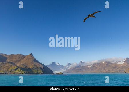 Albatro fumante leggero (Phoebetria palpebrata) sull'ala di Stomness Bay nella Georgia del Sud, nell'Oceano meridionale, nelle regioni polari Foto Stock