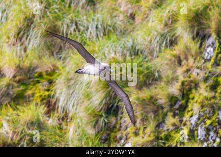 Albatro fumante leggero (Phoebetria palpebrata) sull'ala di Elsehul, nella Georgia del Sud, nell'Oceano meridionale, nelle regioni polari Foto Stock