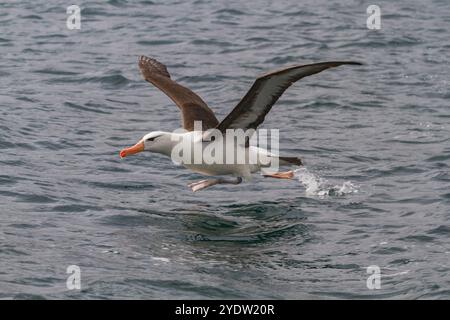 Albatros adulti con sopracciglia nera (Thalassarche melanophrys) a Elsehul nella Georgia del Sud, nell'Oceano meridionale, nelle regioni polari Foto Stock