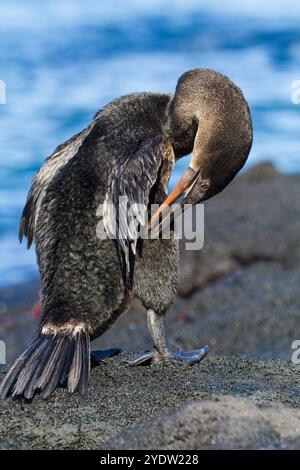 Cormorano senza volo (Nannopterum harrisi) appollaiato su Zodiac nel gruppo delle isole Galapagos, patrimonio dell'umanità dell'UNESCO, Ecuador, Sud America Foto Stock