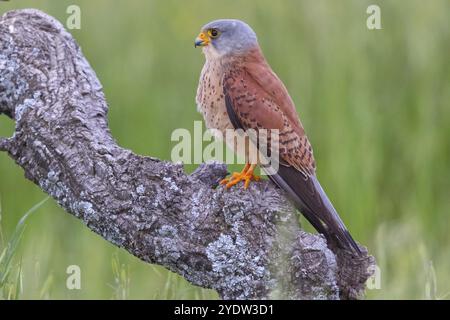 Kestrel, (Falco tinnunculus), famiglia dei falchi, falchi, appollaiamento, Foraging, Hides De Calera Lesser Kestrel, Calera Y Chozas, Castilla la Mancha Toledo, Foto Stock