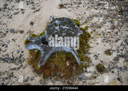 Osso di balena su una spiaggia, Baffin Island, Nunavut, Canadian Arctic, Canada, nord America Foto Stock