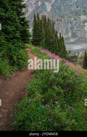 Prati alpini di fiori selvatici lungo il Ptarmigan Cirque Trail in estate, Kananaskis Country, Alberta, Canadian Rockies, Canada, nord America Foto Stock