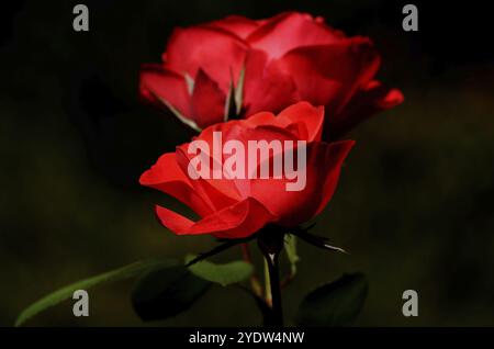 Una rosa rossa davanti a un'altra sfocata sullo sfondo Foto Stock