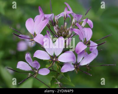 Cleome hassleriana, fiore di ragno viola in fiore su sfondo verde sfocato Foto Stock