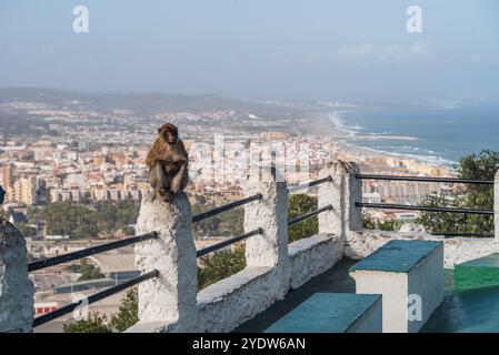 Macaco barbario di Gibilterra di fronte allo skyline, Gibilterra, Europa Foto Stock