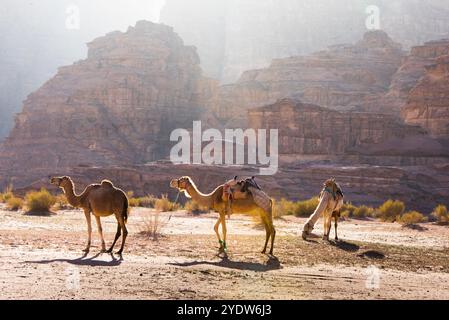 Cammelli a Wadi Rum, sito patrimonio dell'umanità dell'UNESCO, Giordania, Medio Oriente Foto Stock