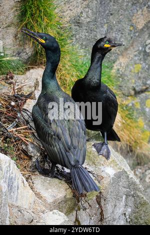 Nidificazione di una coppia di Shags (Gulosus aristotelis) vicino al loro nido sulle scogliere della penisola di Braes, un uccello rosso, Braes, Portree, Skye, Scozia Foto Stock