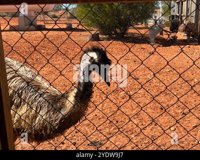 Erldunda, Australia. 6 agosto 2024. Un'uem può essere vista nel territorio del Nord in Australia. La specie di uccelli senza volo è endemica dell'Australia e appartiene al gruppo dei ratiti. L'uem può raggiungere dimensioni del corpo fino a 1,90 metri. Crediti: Carola Frentzen/dpa/Alamy Live News Foto Stock