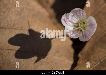 Bellezza primaverile orientale (Claytonia virginica) contro foglie secche Foto Stock