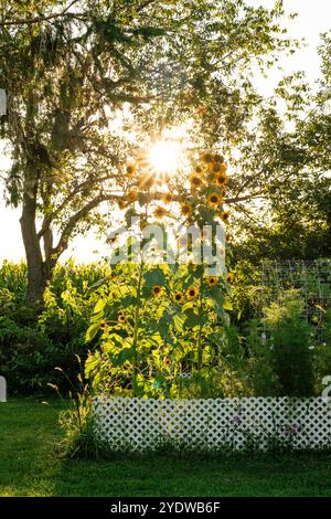 Girasoli verticali alti sul retro con tramonto su un giardino bianco Foto Stock