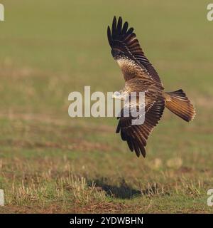 Red Kite, Red Kite, Montagu's Harrier, (Milvus milvus), King Harrier, uccello rapace, foto di volo, nasconde De Calera / Steppe Raptors, Calera Y Chozas, C. Foto Stock