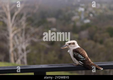 Un simpatico kookaburra arroccato su una ringhiera con sfondo sfocato Foto Stock