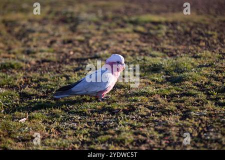 Galah rosa e grigia in piedi su un terreno erboso nel Bush Foto Stock