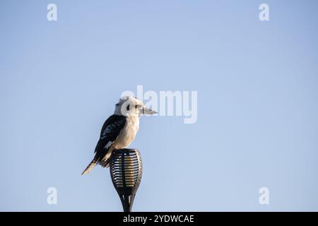 Ridendo Kookaburra appollaiato su una luce contro il cielo limpido a Victoria Foto Stock