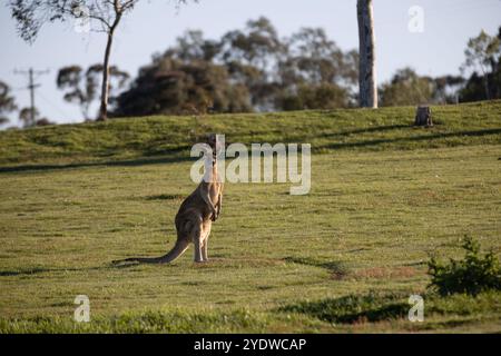 Canguro grigio orientale in piedi su un campo erboso nella catena montuosa Macedon Foto Stock