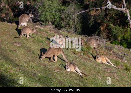 Gruppo di canguri che pascolano e si trovano sulle colline rocciose in Australia Foto Stock