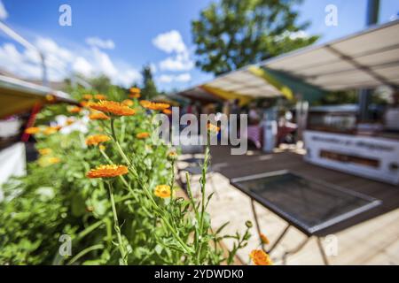 Primo piano immagine con colori vibranti, adottate al di fuori di un francese canadese mercato agricolo in un posto molto soleggiato giorno Foto Stock