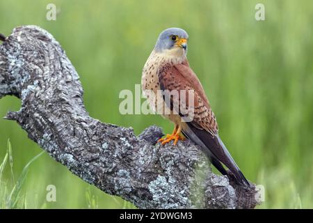 Kestrel, (Falco tinnunculus), famiglia dei falchi, falchi, appollaiamento, Foraging, Hides De Calera Lesser Kestrel, Calera Y Chozas, Castilla la Mancha Toledo, Foto Stock