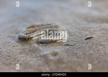 Lugworm gettato nella sabbia a Worthing Beach, Regno Unito Foto Stock