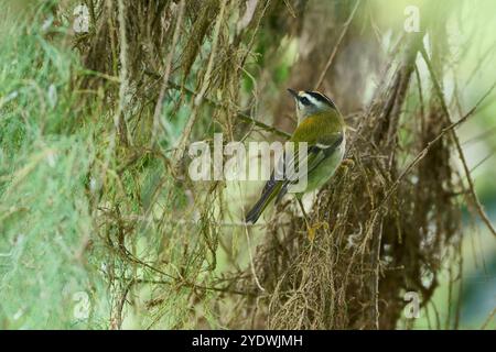 Cresta del fuoco, Regulus ignicapilla Foto Stock