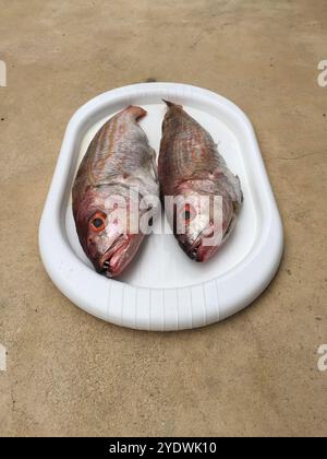 Primo piano di un piatto con due pesci di Snapper crudo su un tavolo Foto Stock