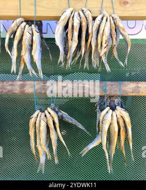 Bokkom tradizionali (triglia secca salata) appesi su una cornice di essiccazione, Sud Africa Foto Stock