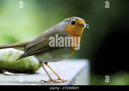 Un robin con un verme nel becco siede su una pietra Foto Stock