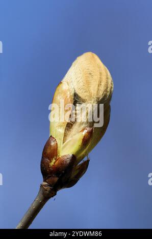 Boccioli di castagno contro un cielo blu in primavera Foto Stock