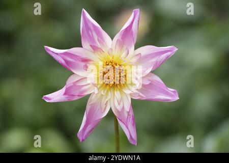 Vista dall'alto di dahlia rosa e bianca davanti allo sfondo sfocato Foto Stock