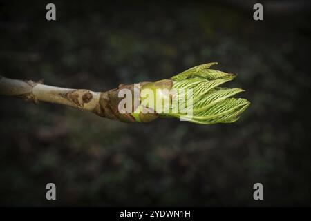 Le foglie di castagno srotolano da un germoglio all'inizio della primavera Foto Stock