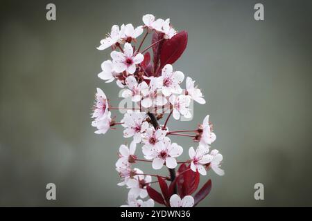 Prunus cistena fiorisce di una prugna nana con fiori rosa-bianchi e foglie rosse in primavera in un parco di Colonia Foto Stock