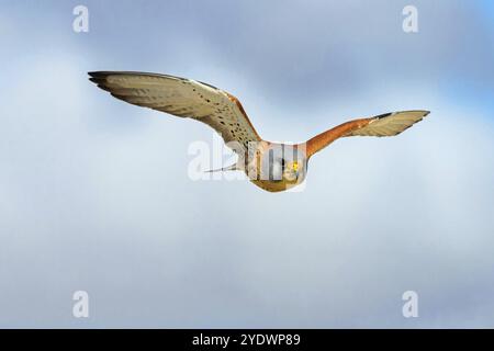 Kestrel (Falco tinnunculus), famiglia dei falchi, falco, registrazione dei voli, volo, volo agitato, nasconde El Taray Lesser Kestr, Villafranca de los Caba Foto Stock