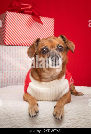 Ritratto di un cane terrier con un maglione che indossa accanto a una pila di regali di Natale avvolti Foto Stock