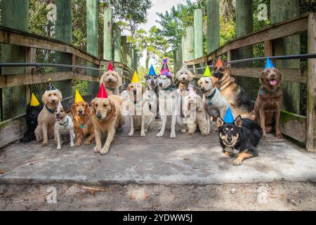 Un grande gruppo di razze di cani assortite con cappelli da festa seduti su un ponte, Florida, Stati Uniti Foto Stock