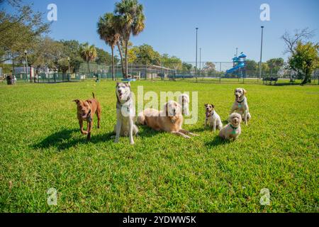 Gruppo di cani obbedienti assortiti seduti insieme in un parco per cani, Florida, Stati Uniti Foto Stock
