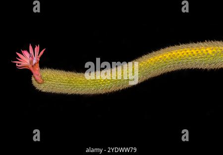 Primo piano di un fiore di Cactus di coda di Rat d'oro (Cleistocactus winteri) al mattino, Arizona, Stati Uniti Foto Stock