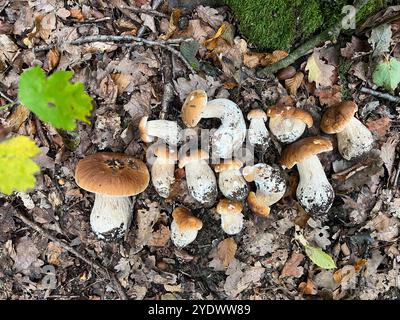 Funghi appena raccolti in foglie cadute. Boletus in foglie cadute, terreno di caccia per funghi commestibili, Boletus edulis Foto Stock
