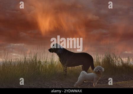 Due cani in piedi in un paesaggio rurale con una tempesta in avvicinamento, Serbia Foto Stock