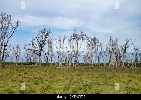 Alberi secchi nella foresta della savana africana. Alberi di acacia nel Parco Nazionale del Lago Nakuru, Kenya Foto Stock