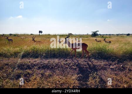 Impala a Massai Mara Kenya, Africa orientale. Osservare animali selvatici durante il safari in Kenya o Tanzania. Foto Stock